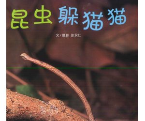 幼儿园大班阅读《昆虫躲猫猫》绘本PPT课件+教学设计下载