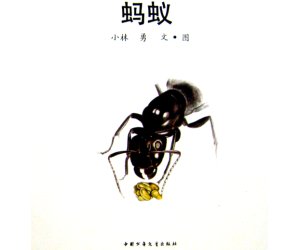 幼儿经典科学绘本《蚂蚁》PPT课件下载